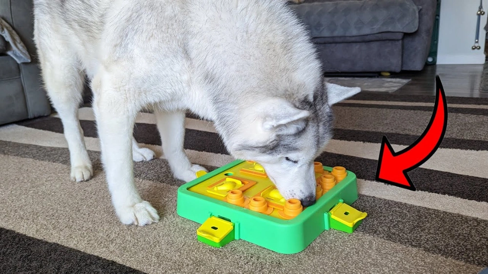 How Do Dog Puzzle Toys Work: Unlock Fun & Boost Your Dog’s Brain